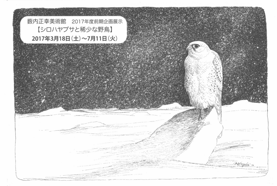 「【シロハヤブサと稀少な野鳥】」DMハガキの表面
