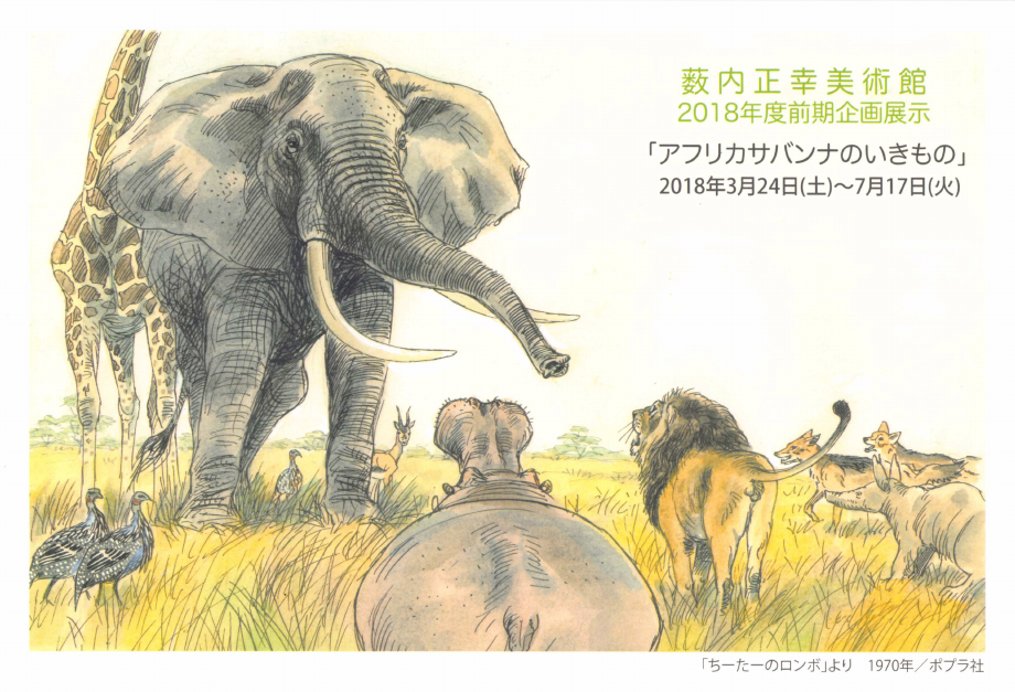 「「アフリカサバンナのいきもの」」DMハガキの表面