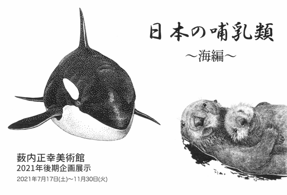 「日本の哺乳類 ～海編～」DMハガキの表面